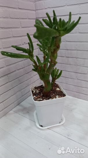 Крассула хоббит