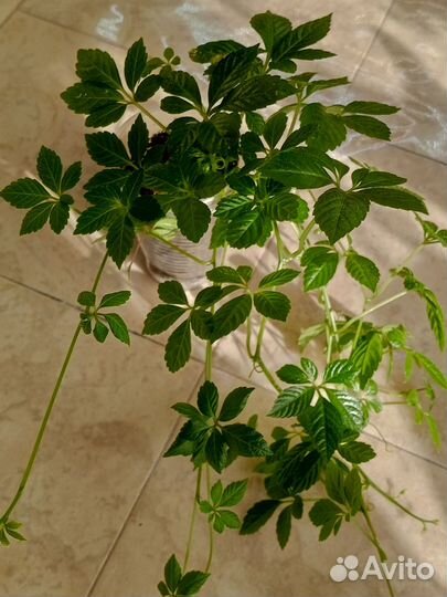 Циссус Стриата(Cissus striata)