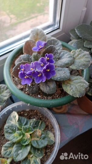 Фиалки продажа