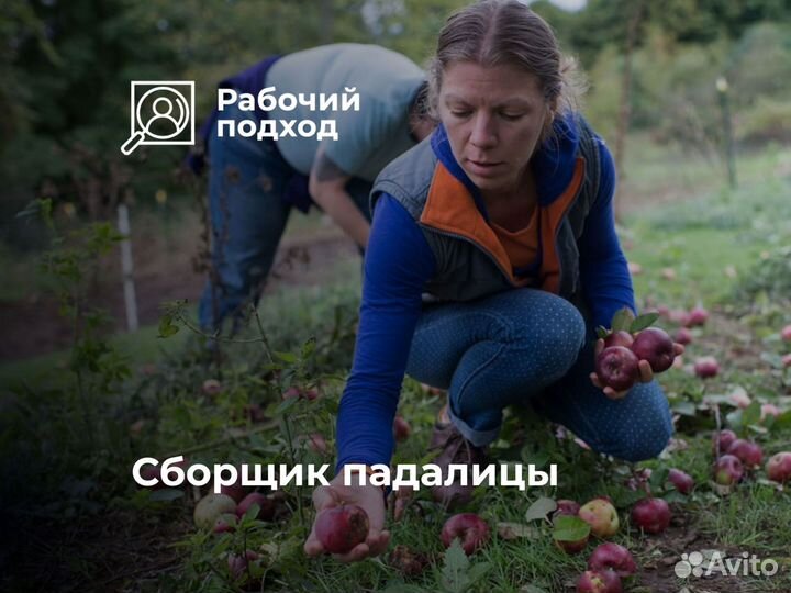 Сезонный работник в сад. Стабильные выплаты