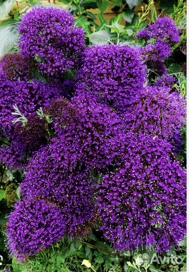 Трахелиум семена