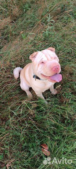 Шарпей вязка