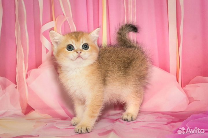 Британские котята золотая шиншилла Ny 11