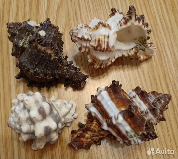 Морские раковины и подставка для аквариума