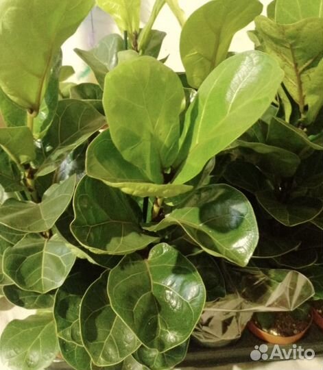 Фикус лирата колумнарис