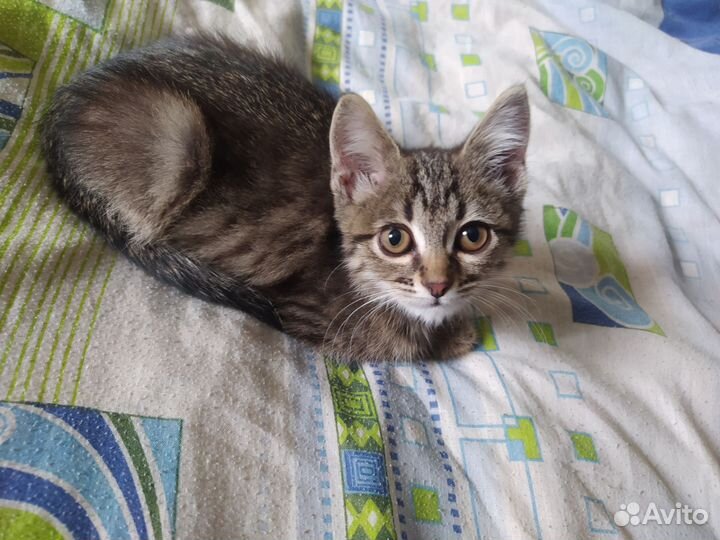 Кошка в дар бесплатно
