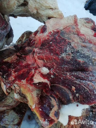 Мясо говядина для собак