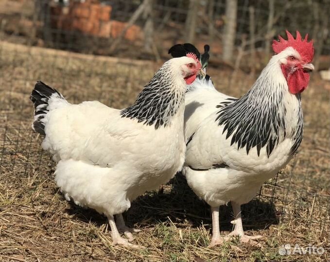 Куры и петухи Адлерская Серебрянка