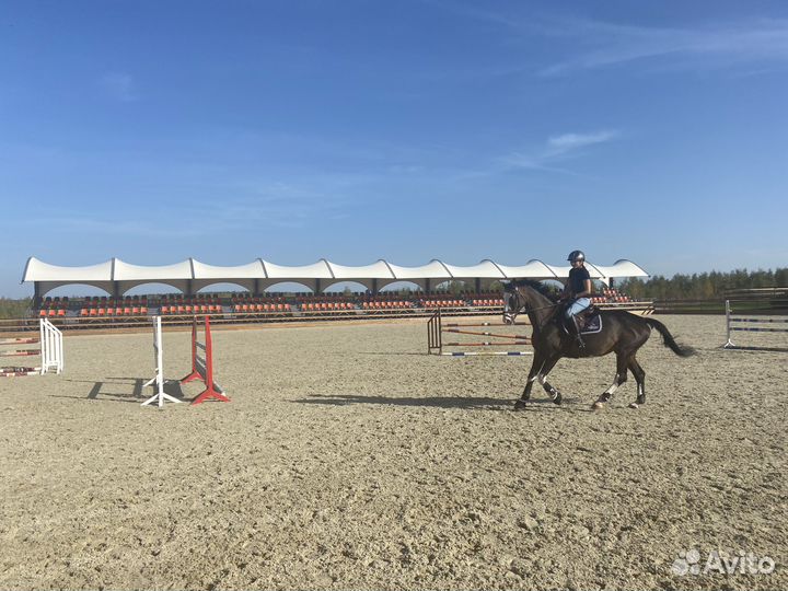 Конкурная лошадь в аренду в цска (м. Ховрино)