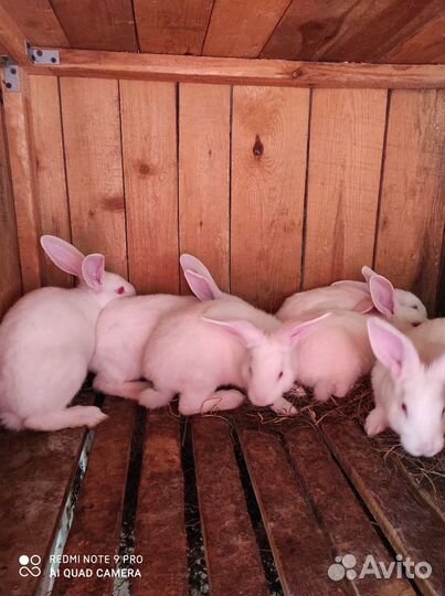 Белый паннон