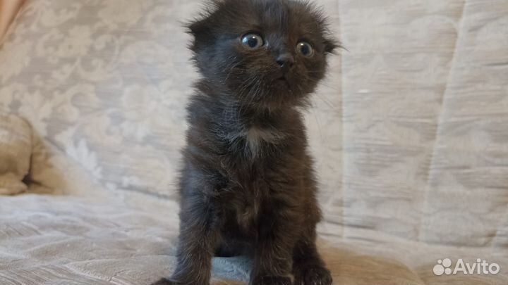 Вислоухие котята