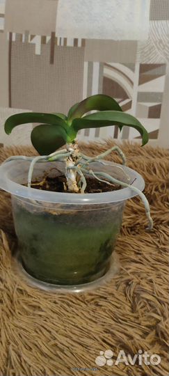 Орхидея комнатное растение