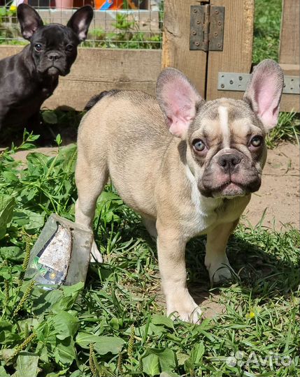 Французский бульдог