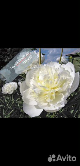 Пион саженцы(цены и сорта в описании)