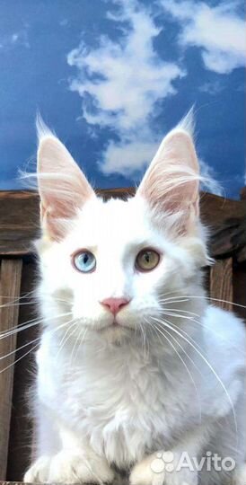 Котята мейн-кун