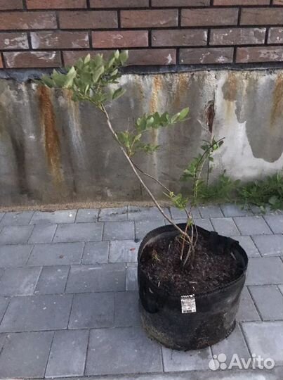 Саженцы голубики