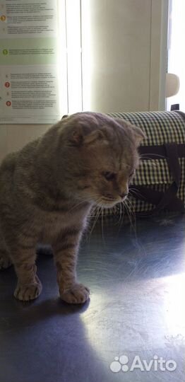 Кошка ищет дом