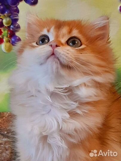 Золотые пушистые котята