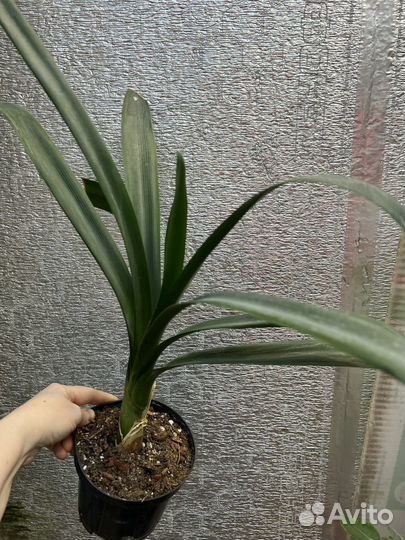 Кливия желтая