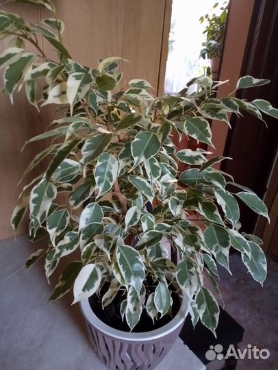 Фикус твилайт