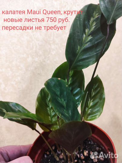 Комнатные растения цветы