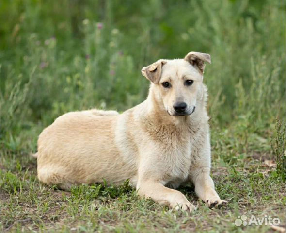 Собакин-улыбакин для охраны