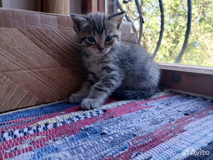 Шотландские прямоухие котята