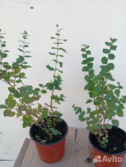 Снежноягодник