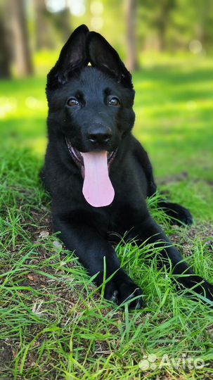 Щенки немецкой овчарки