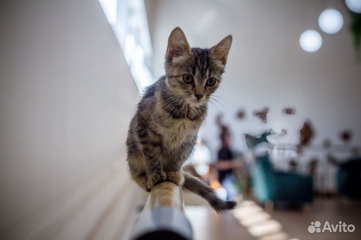 Котенок в добрые руки