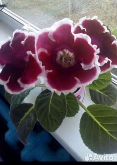 Глоксинии сортовые