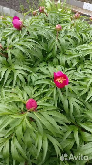 Пион марьин корень