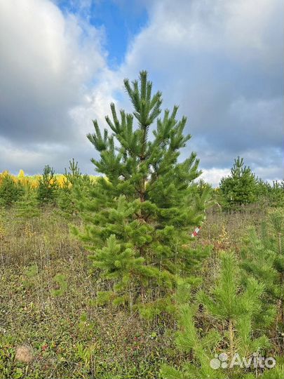 Сосна обыкновенная