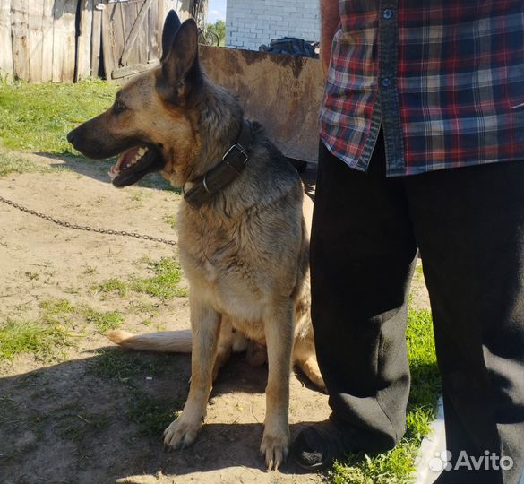 На бронь щенята бельгийской овчарки