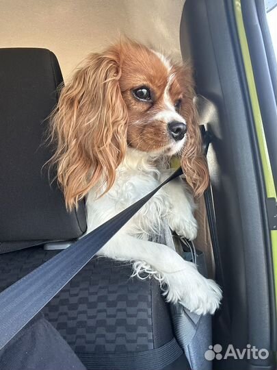 Кавалер кинг чарльз спаниель девочка