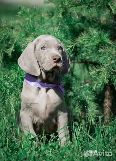 Щенки веймаранера от чемпионов