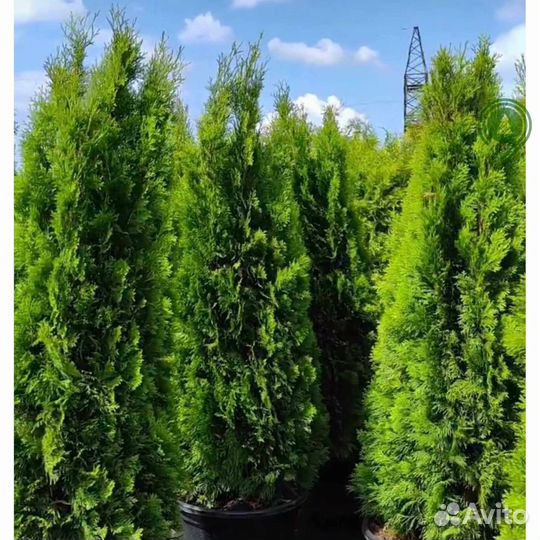 Туя с доставкой на участок