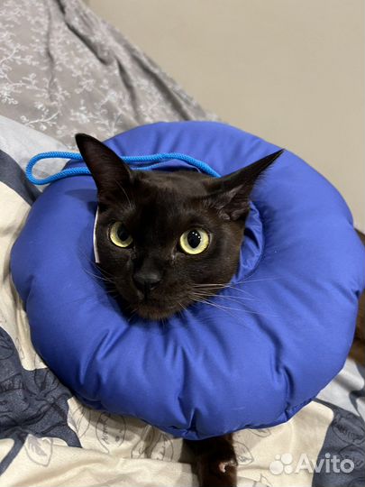 Конус для животных