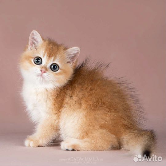Британские котята золотые шиншиллы
