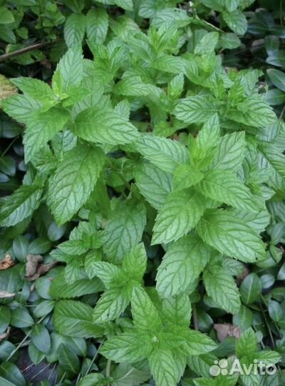 Розмарин, мята, лавр