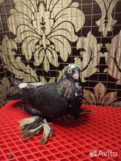 Бойные голуби