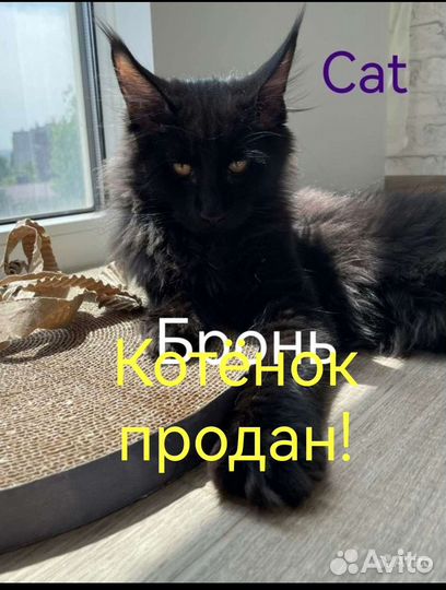 Котята мейн-кун черный