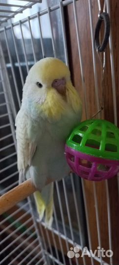 Выставочный волнистый попугай, самец