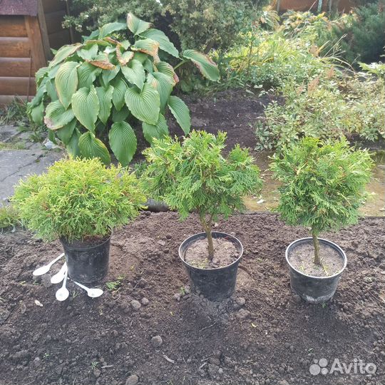 Туя. Цена за одну штуку