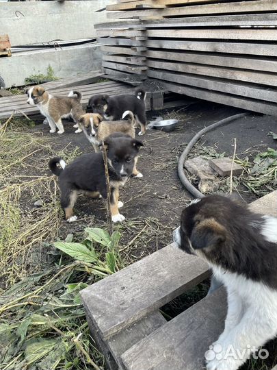 Отдам щенков лайки в добрые руки