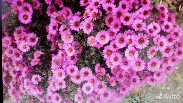 Многолетники