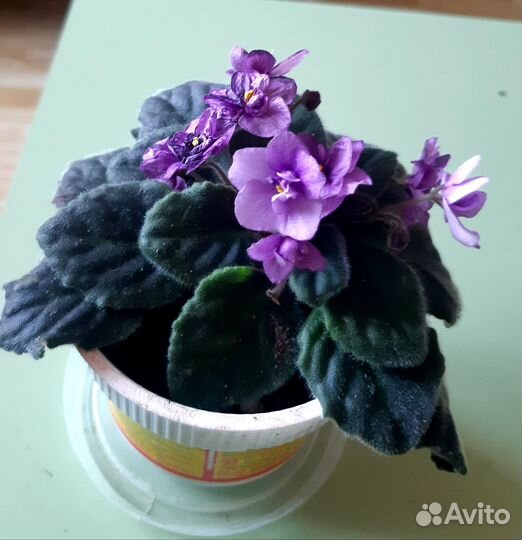 Фиалка (сентполия)