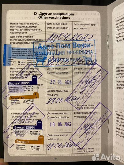 Померанский шпиц