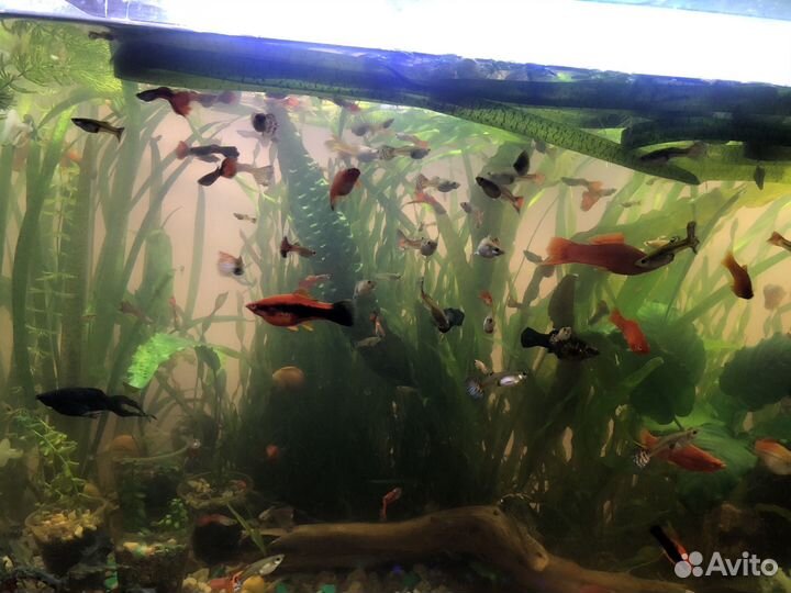 Аквариумные рыбки