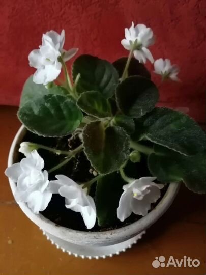 Фиалка белая махровая